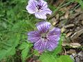 Purple-Vein Geranium